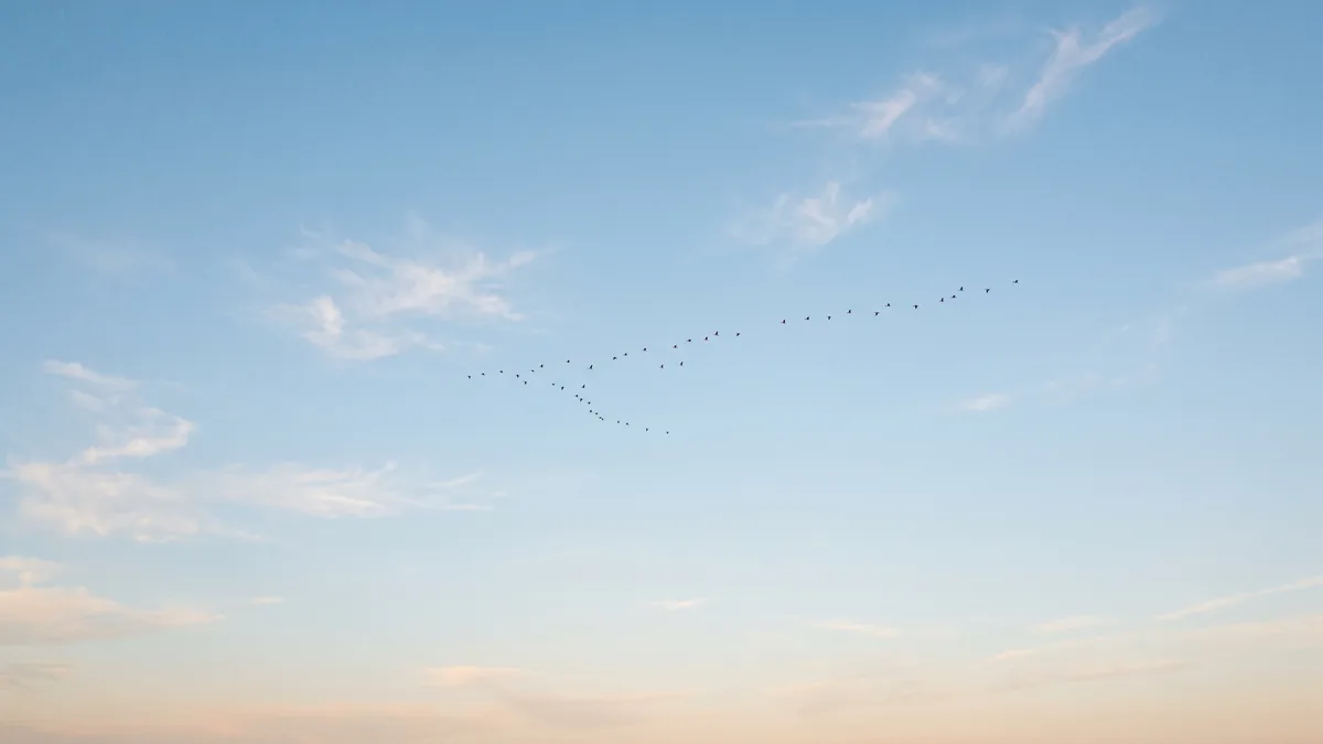 Cielo azzurro all'alba attraversato da uno stormo di uccelli in volo, visto dal basso
